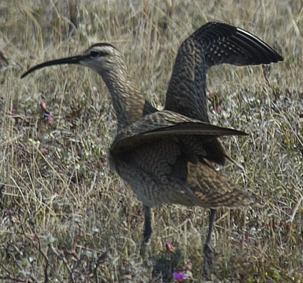 koliha hudsonská - ML638733303