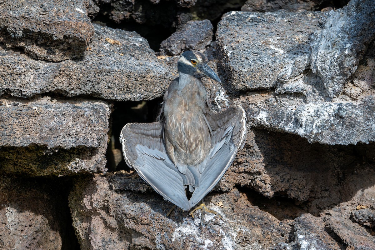 Yellow-crowned Night Heron (Galapagos) - ML638733312