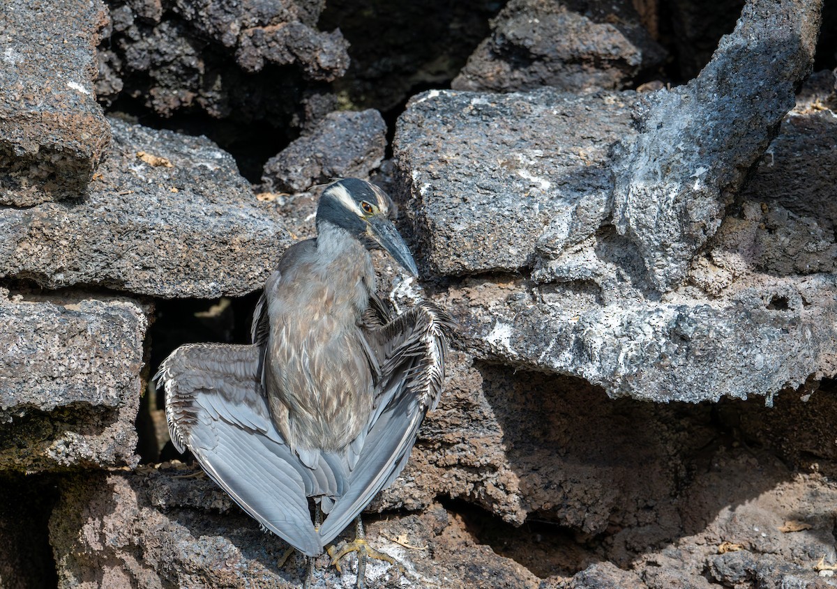 Yellow-crowned Night Heron (Galapagos) - ML638733313