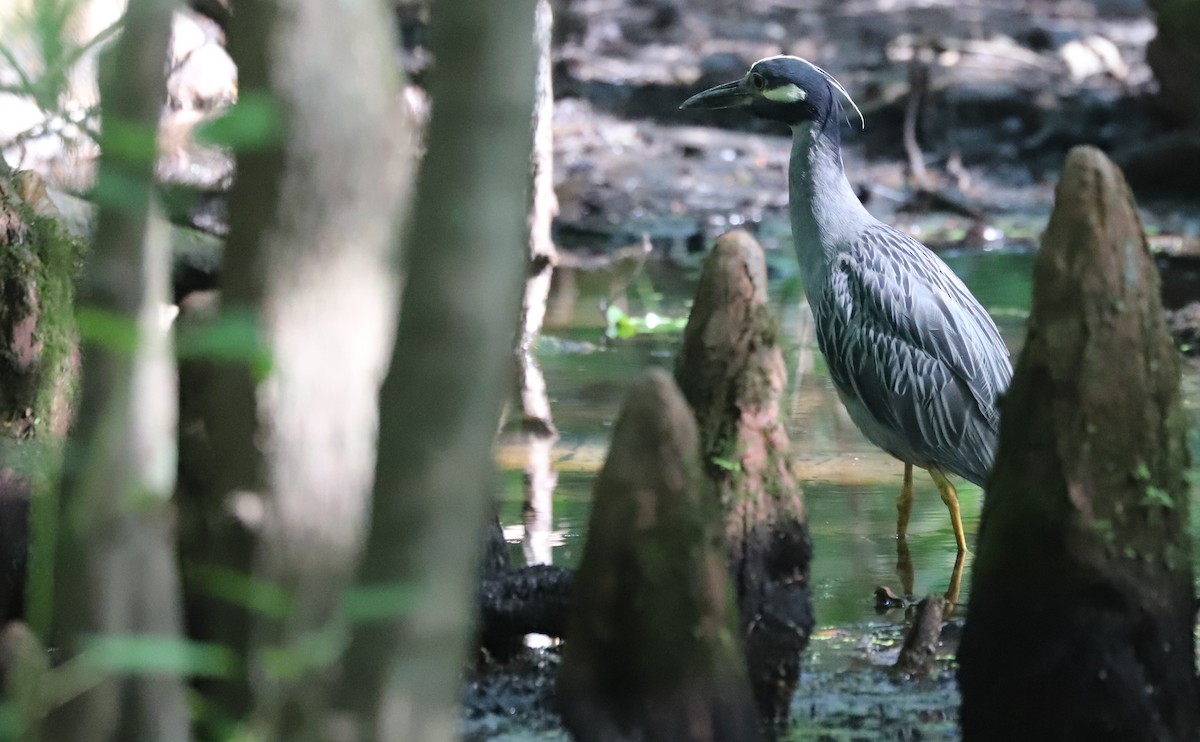 Yellow-crowned Night Heron - ML638733316