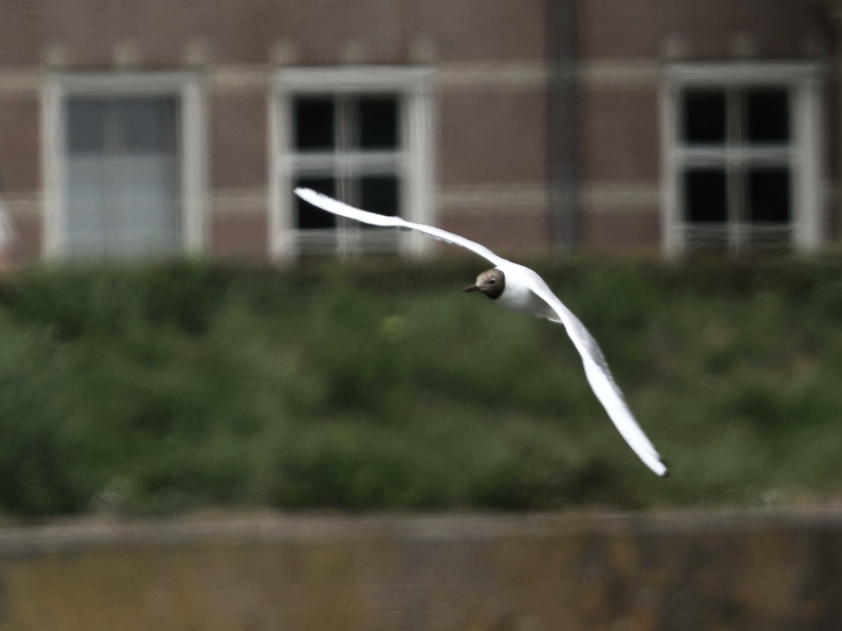 Black-headed Gull - ML638733320