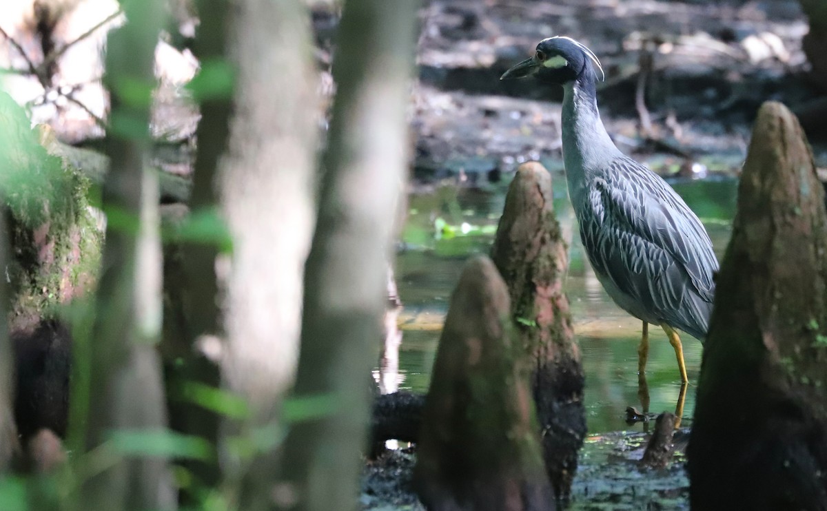 Yellow-crowned Night Heron - ML638733322
