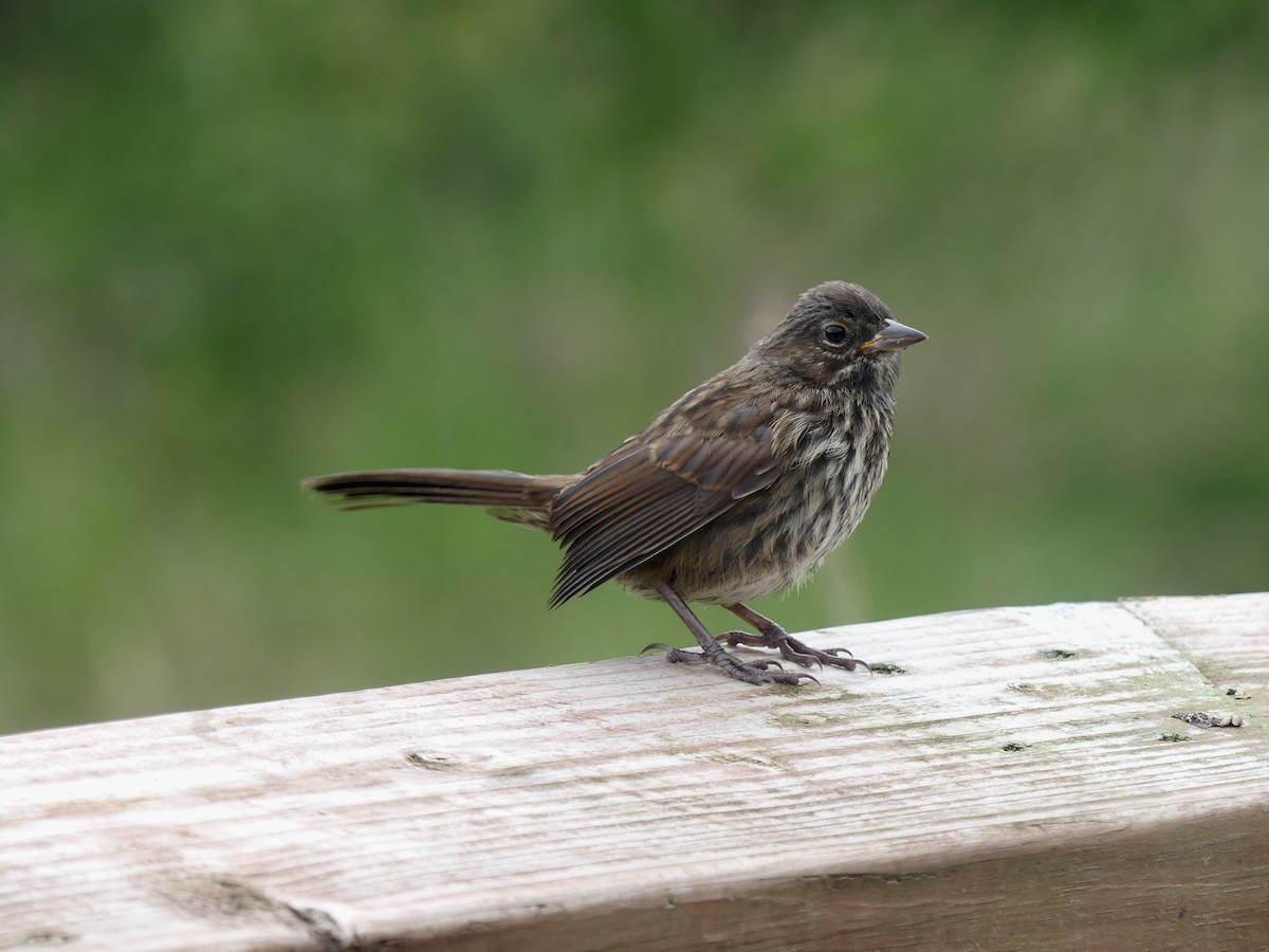 Song Sparrow - ML638733323