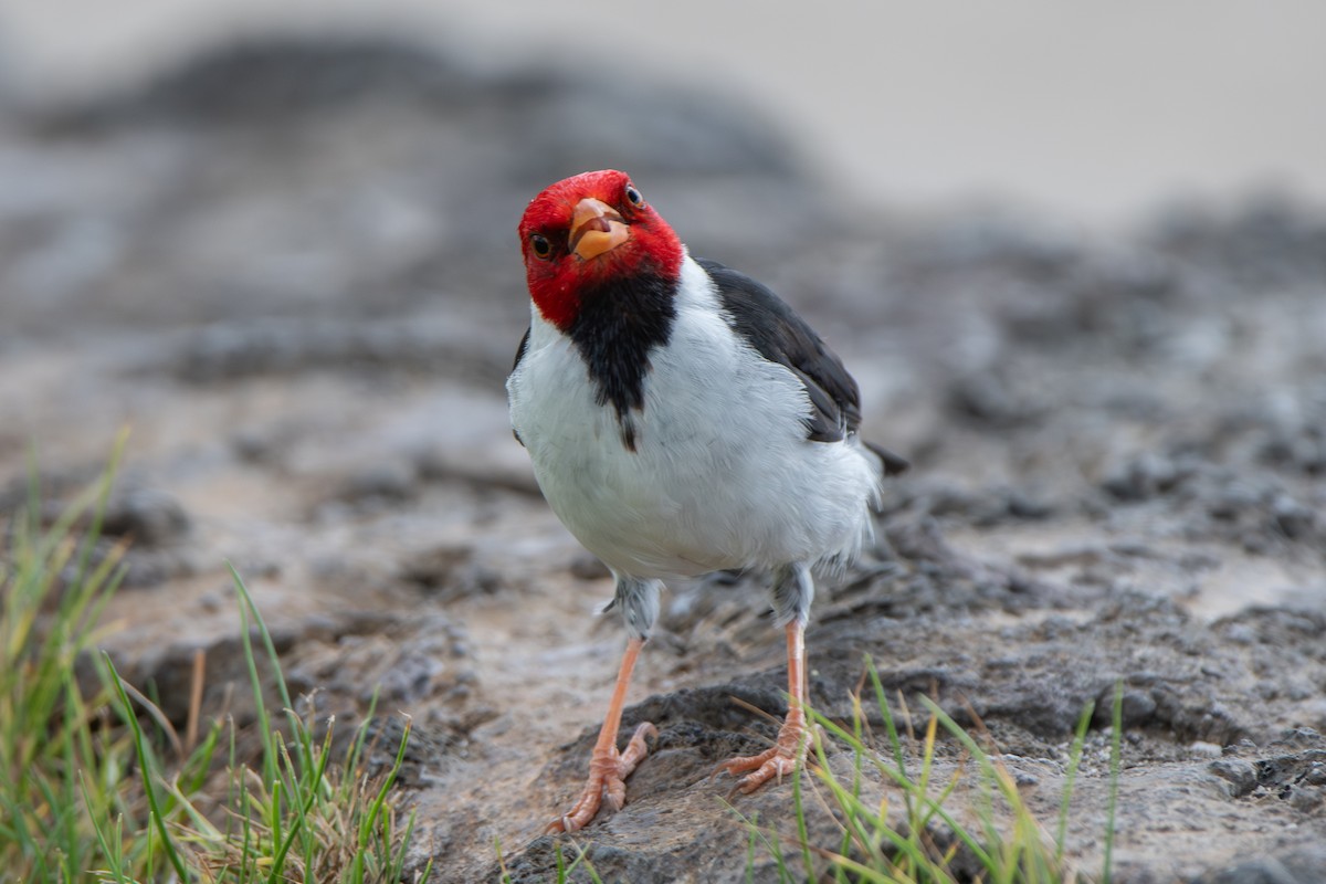 Yellow-billed Cardinal - ML638733325