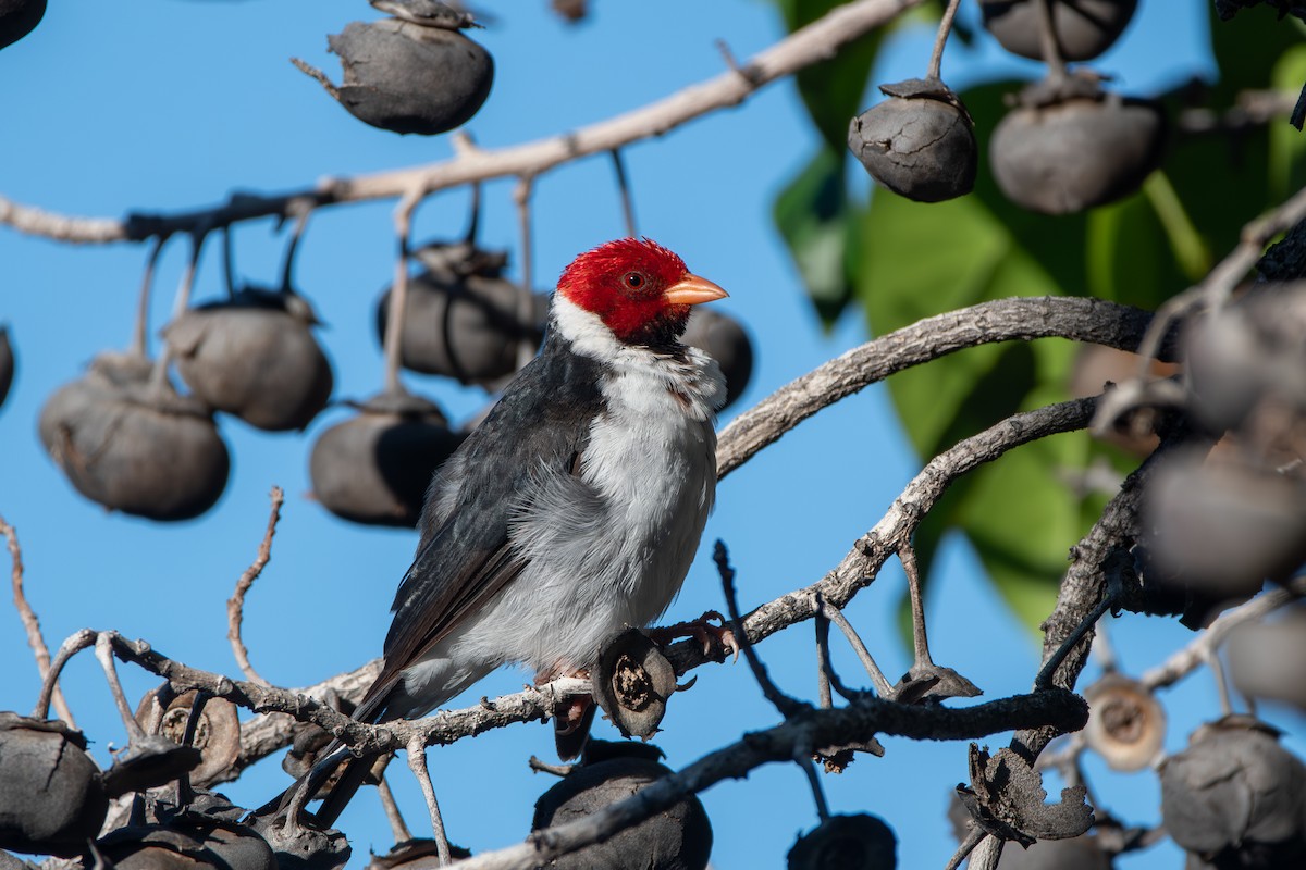 Yellow-billed Cardinal - ML638733326