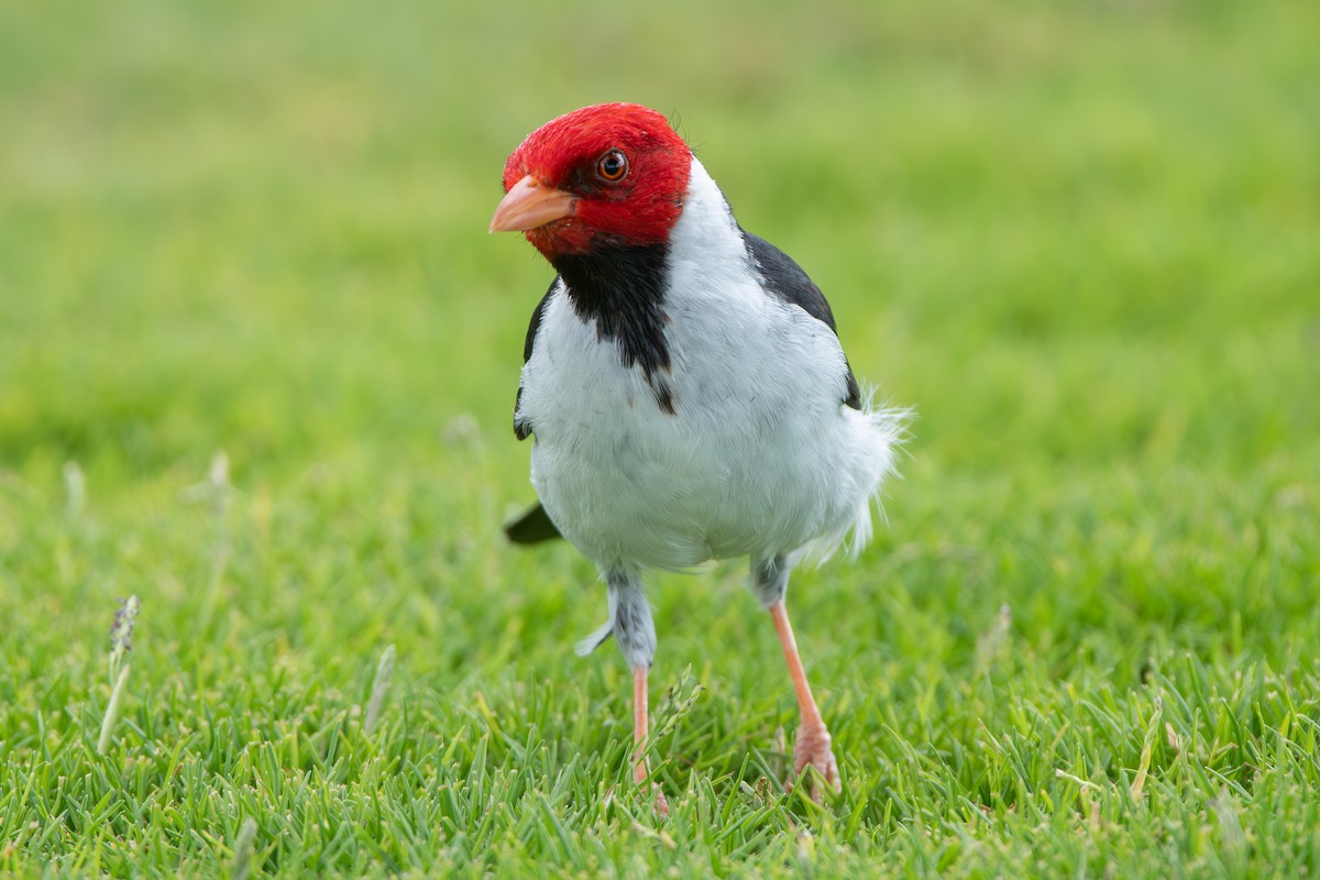 Yellow-billed Cardinal - ML638733327