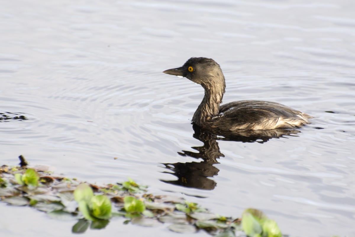 Least Grebe - ML638733336