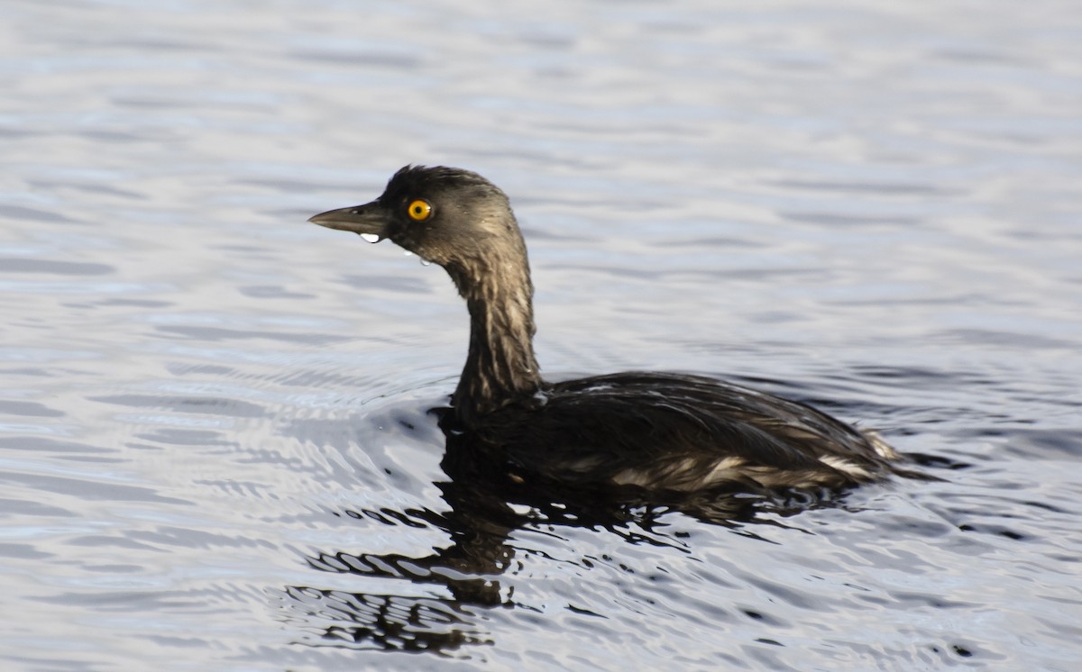Least Grebe - ML638733337