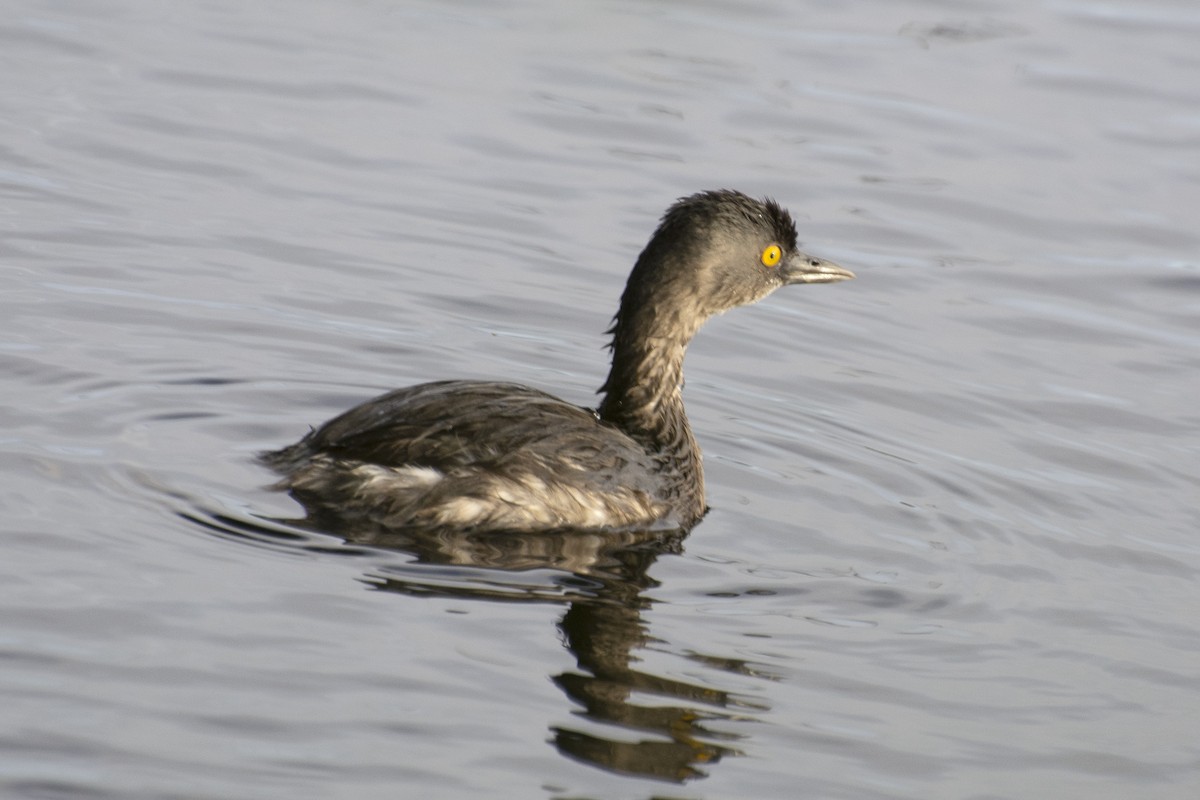 Least Grebe - ML638733338