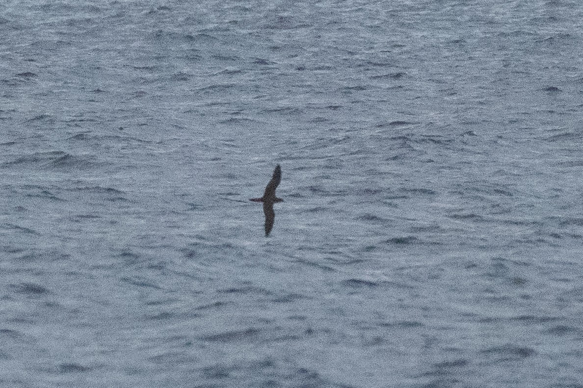 Wedge-tailed Shearwater - ML638733339