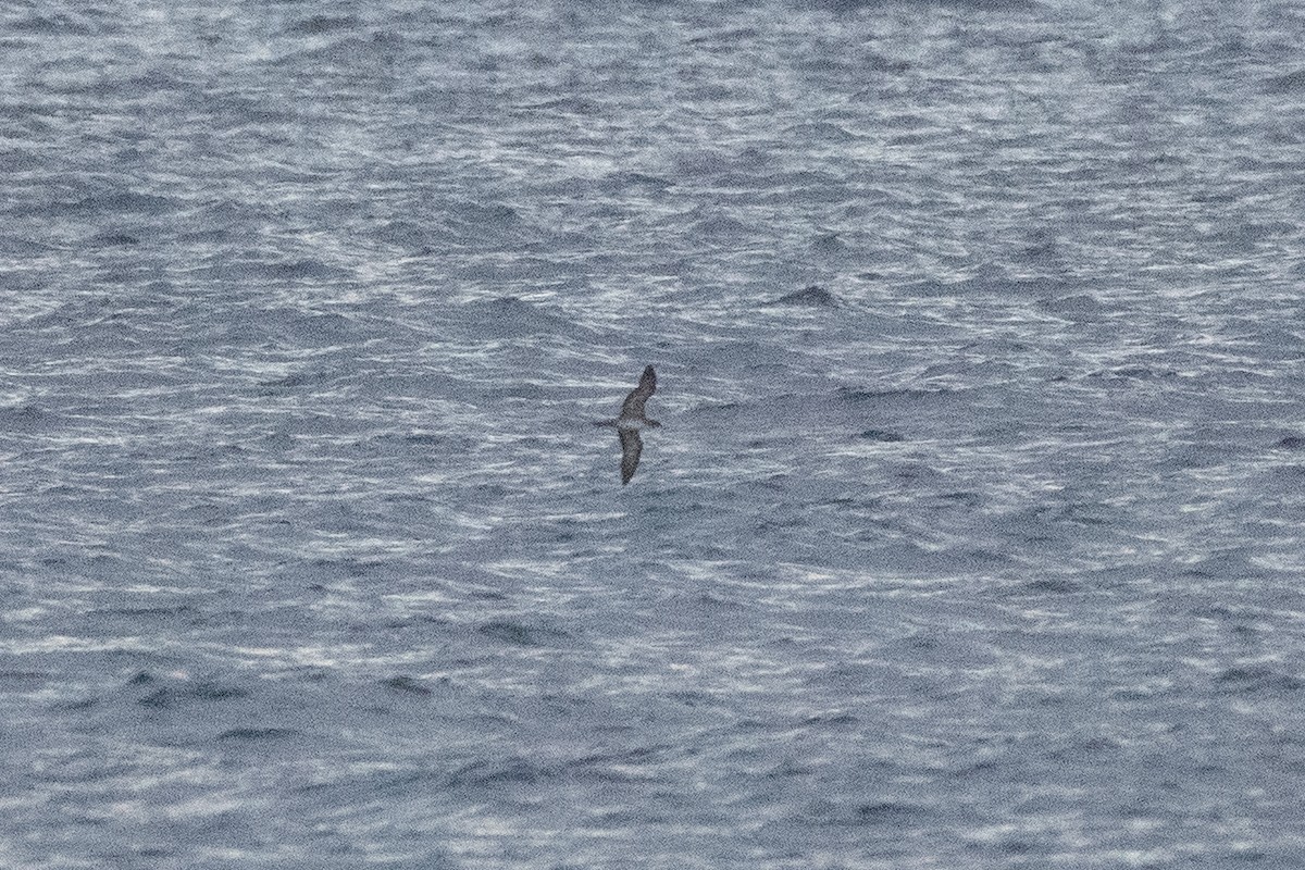 Wedge-tailed Shearwater - ML638733341