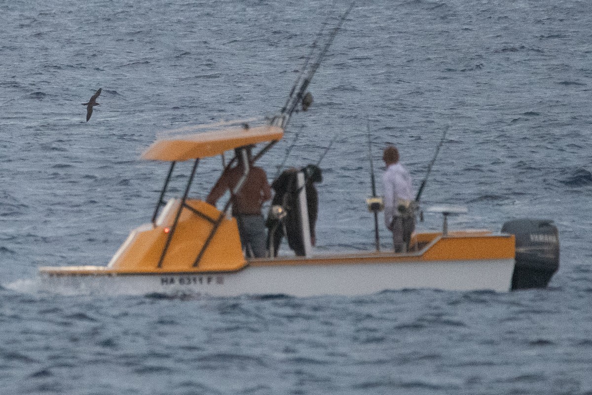 Wedge-tailed Shearwater - ML638733342