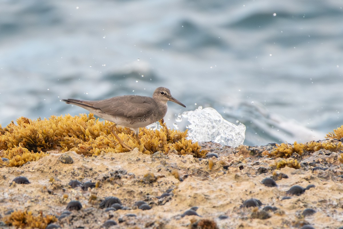 Wandering Tattler - ML638733348