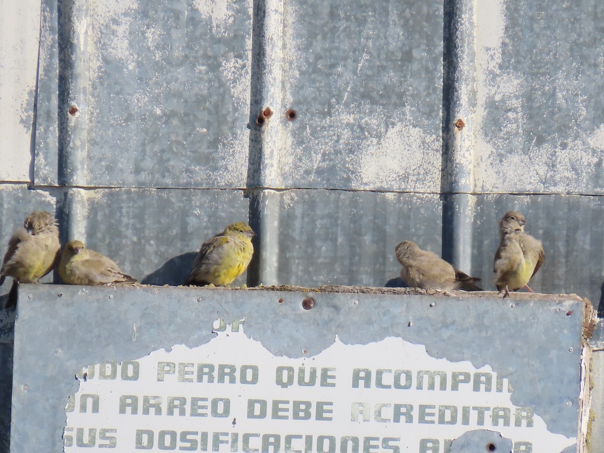 Patagonian Yellow-Finch - ML638733351