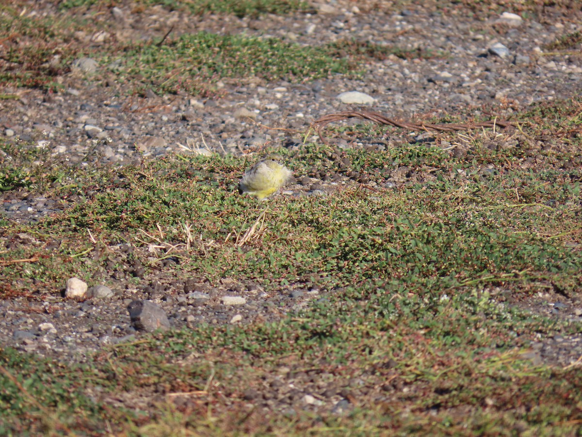 Patagonian Yellow-Finch - ML638733352