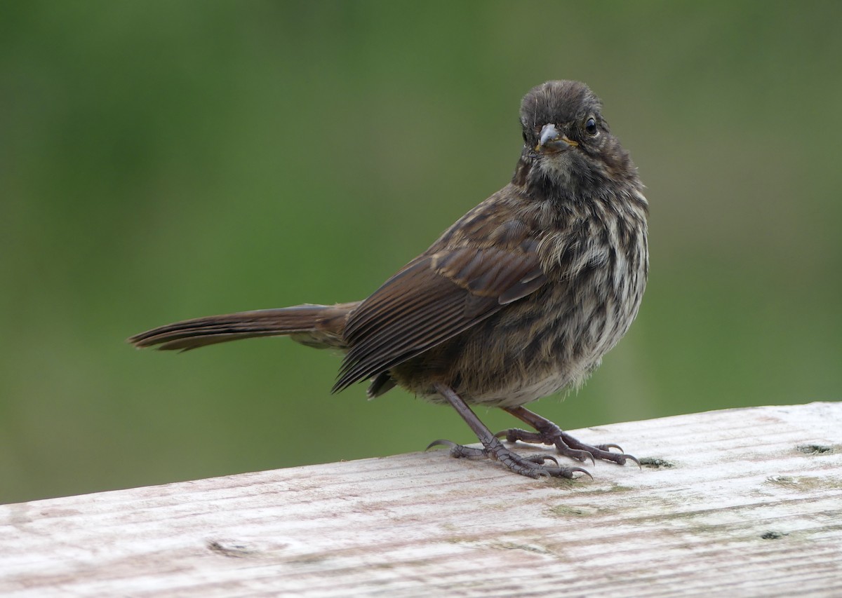 Song Sparrow - ML638733360