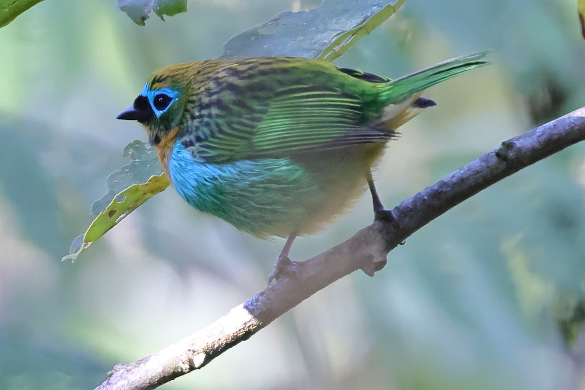 Brassy-breasted Tanager - ML638733368