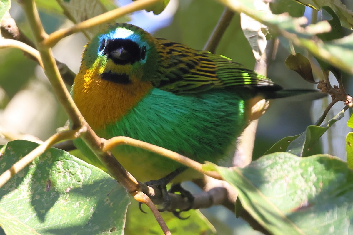 Brassy-breasted Tanager - ML638733372