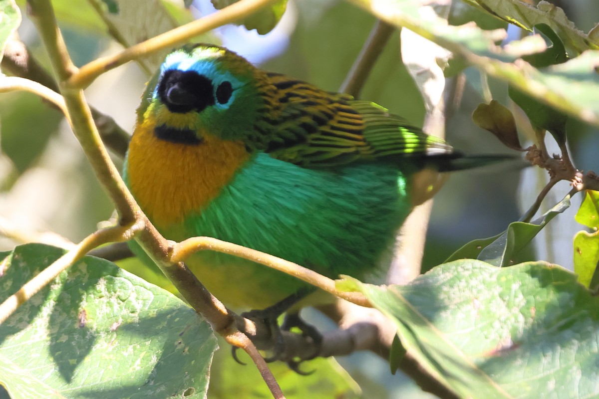 Brassy-breasted Tanager - ML638733373
