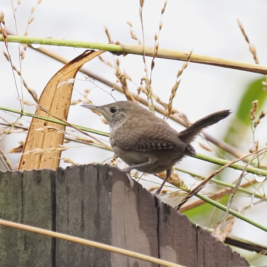 Northern House Wren - ML638733422