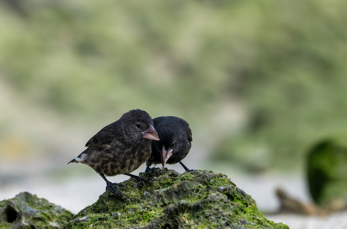 Genovesa Cactus-Finch - ML638733426