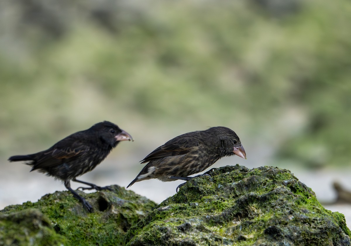 Genovesa Cactus-Finch - ML638733427