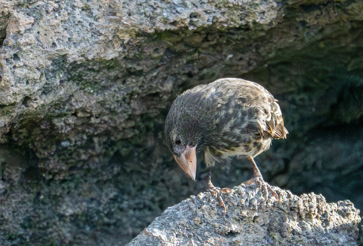 Genovesa Cactus-Finch - ML638733430