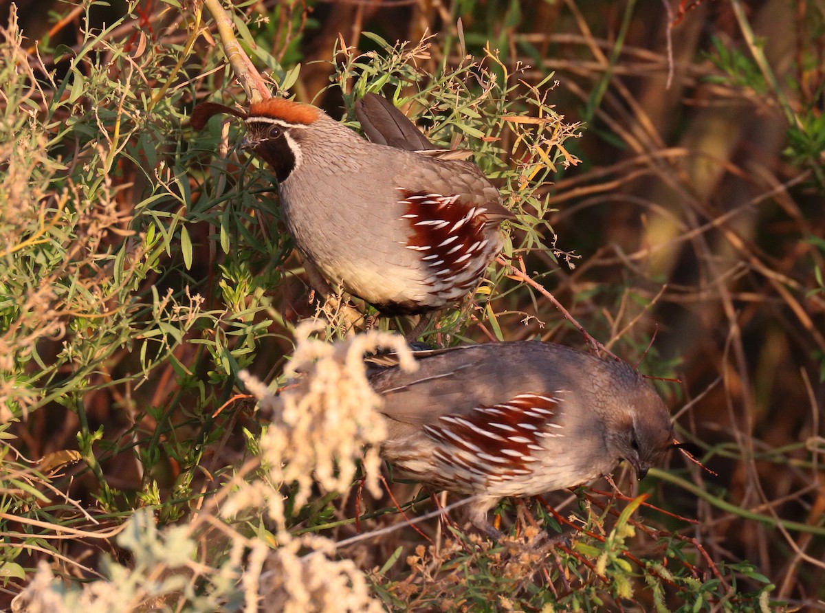Gambel's Quail - ML638733491
