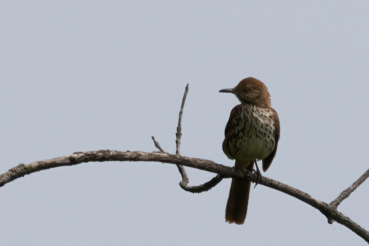 Brown Thrasher - ML638733492