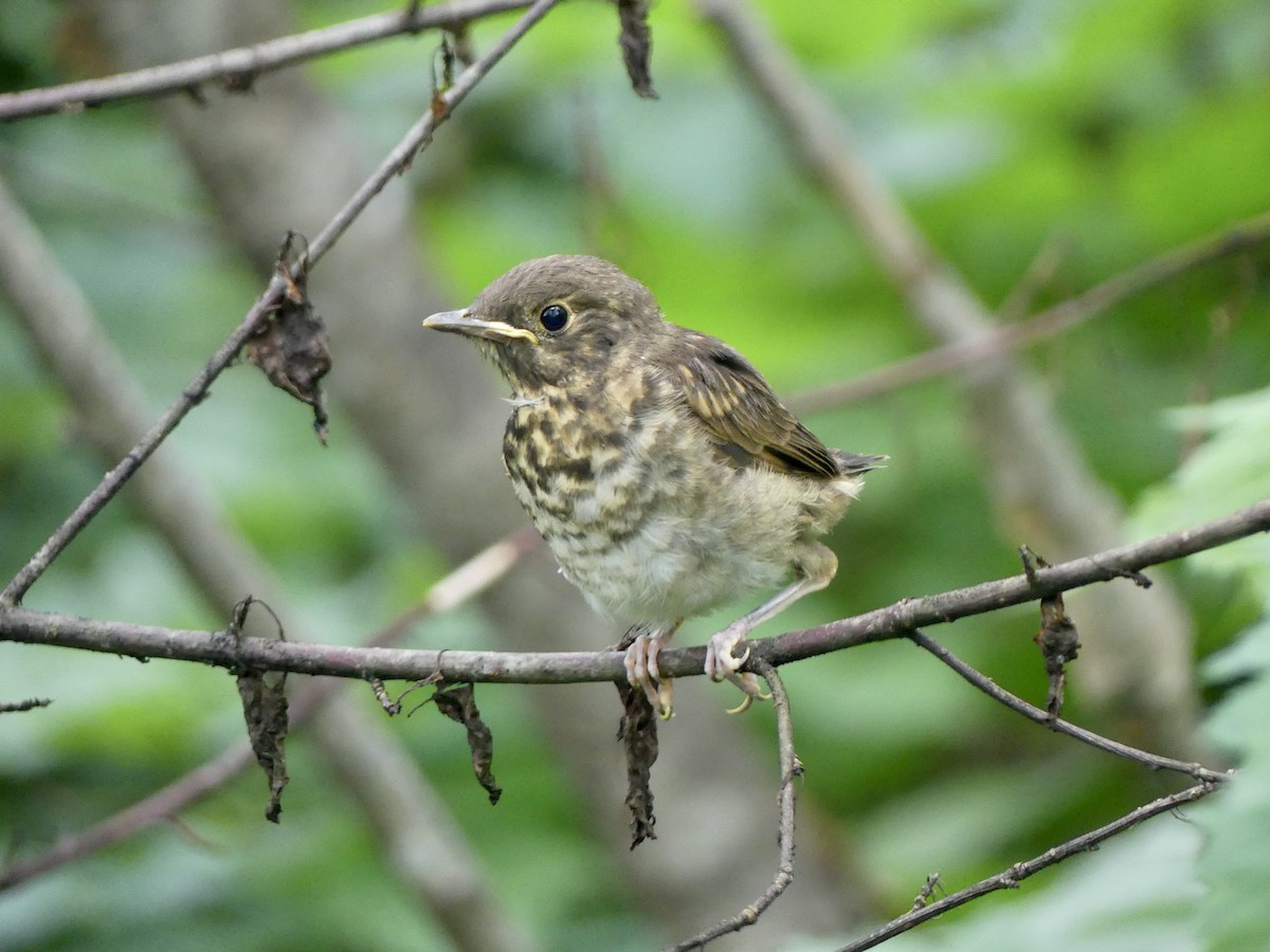 Swainson's Thrush - ML638733493
