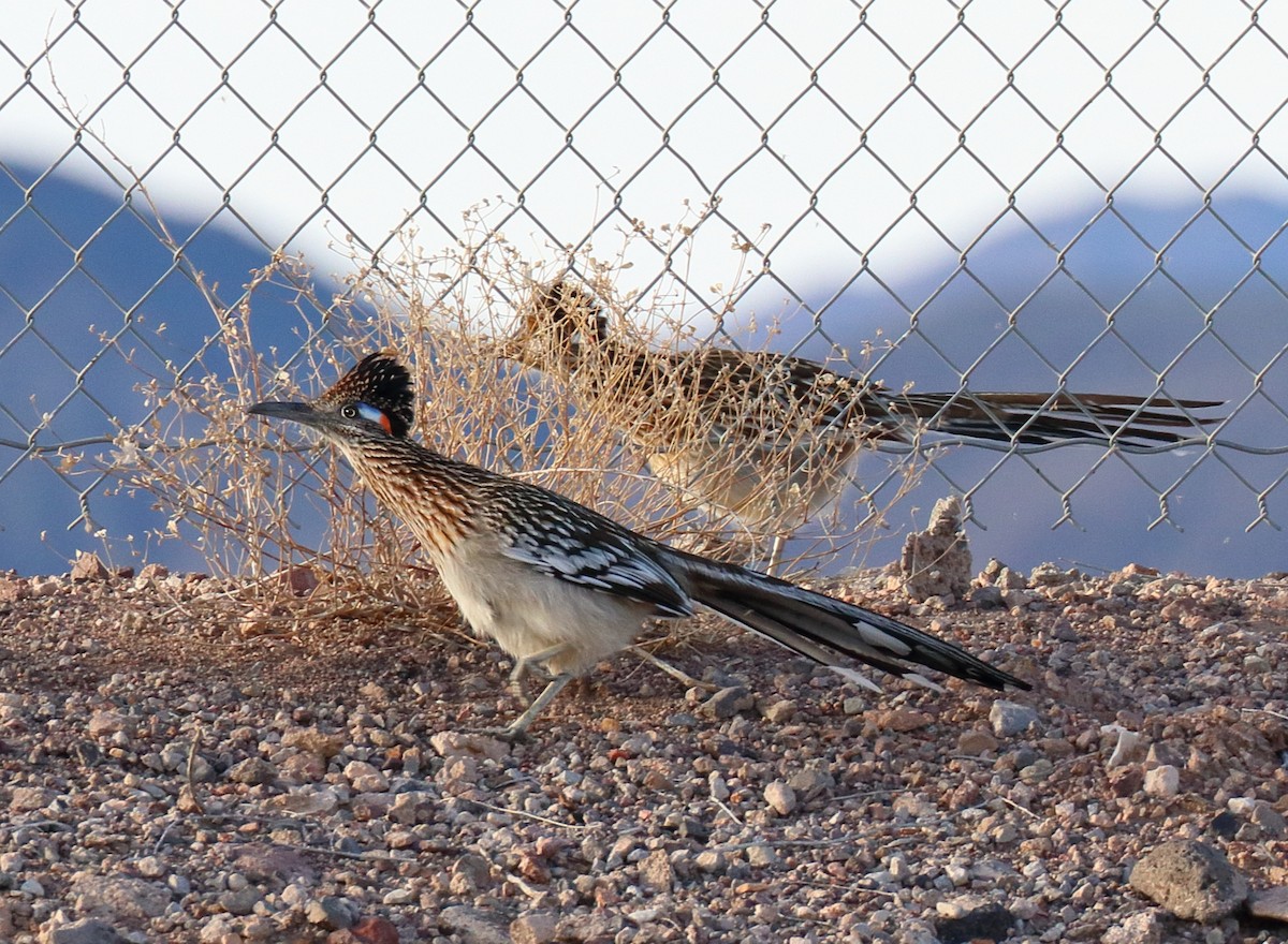 Greater Roadrunner - ML638733495