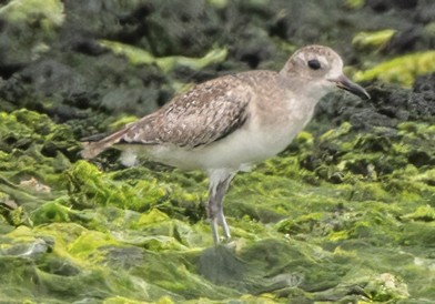Black-bellied Plover - ML638733496