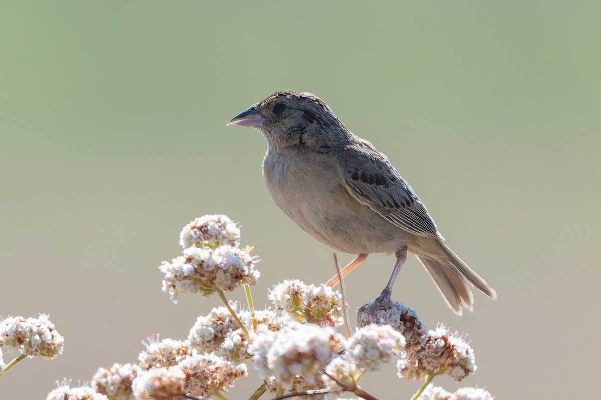 Grasshopper Sparrow - ML638733499
