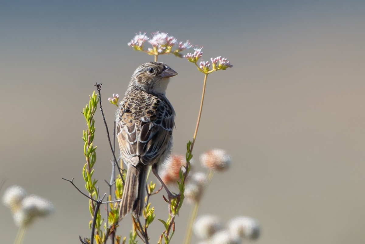 Grasshopper Sparrow - ML638733501