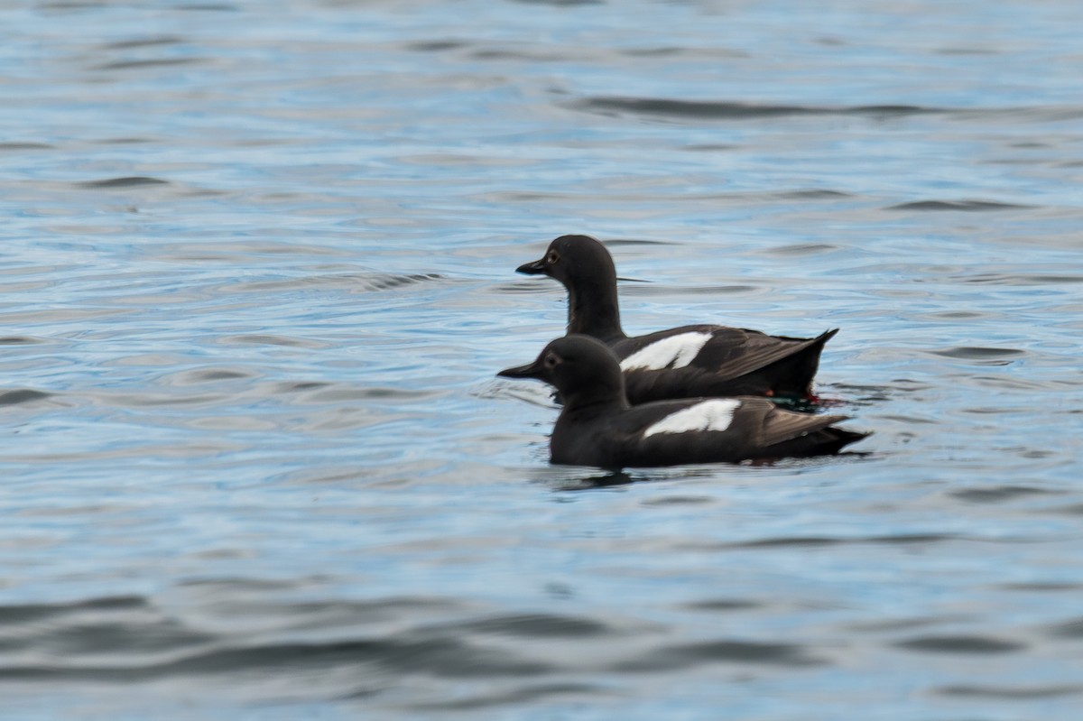 Pigeon Guillemot - ML638733503