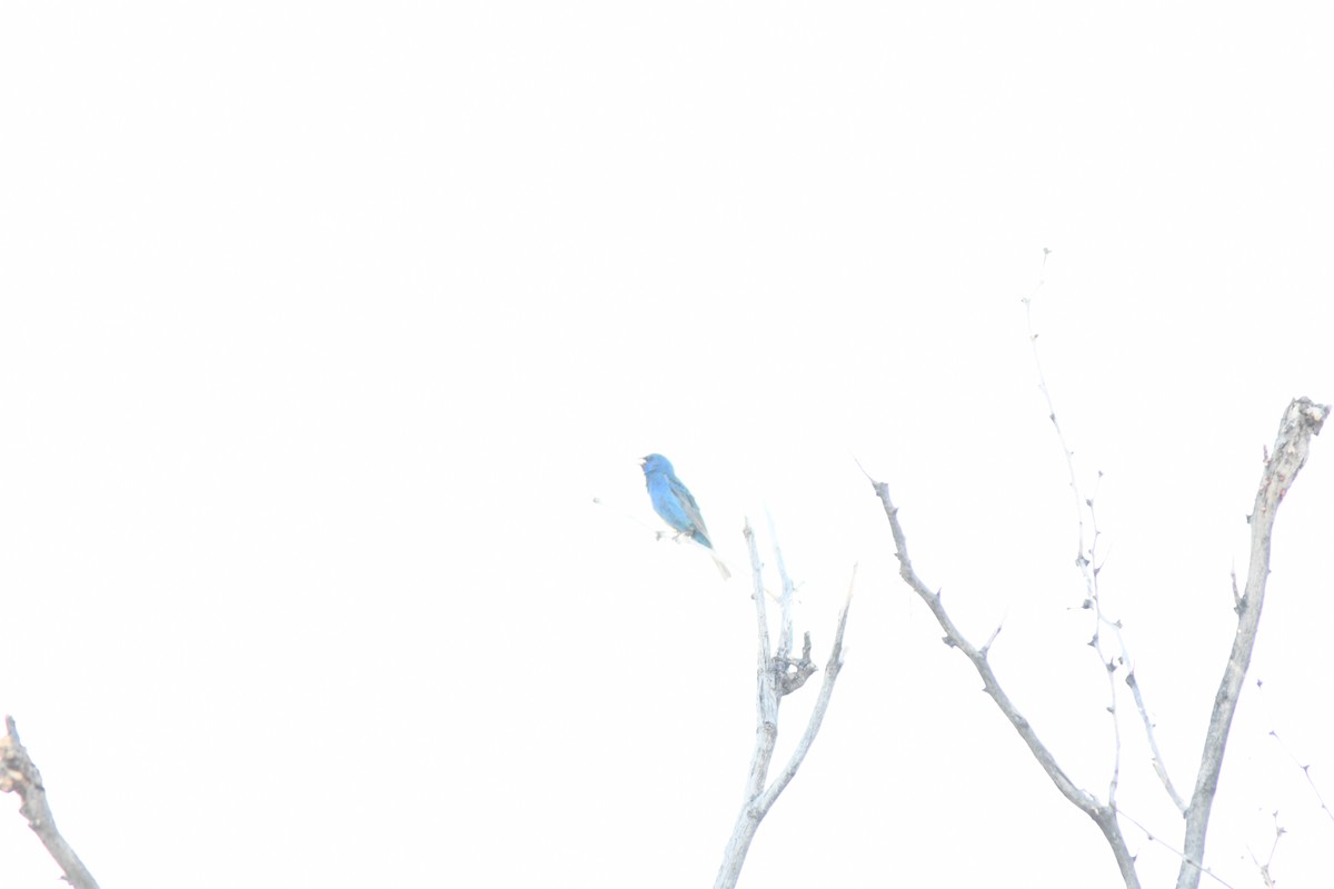 Indigo Bunting - ML638733504