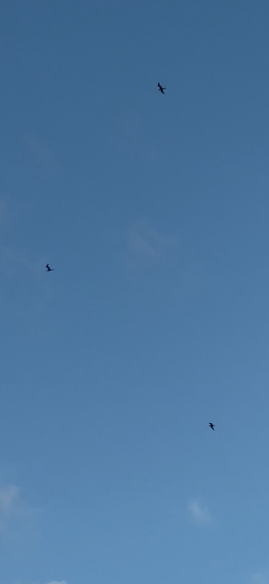 Great Frigatebird - ML638733507