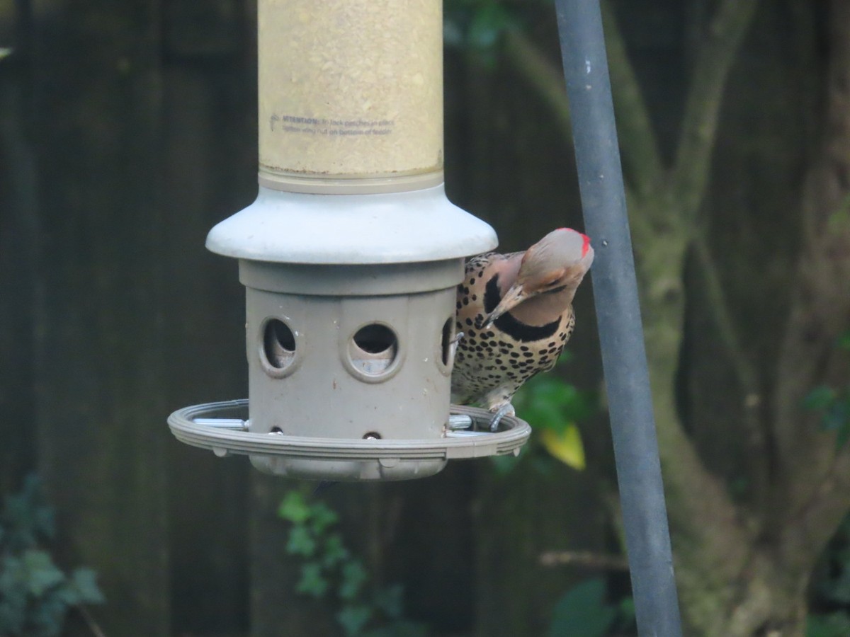 Northern Flicker - ML638733508