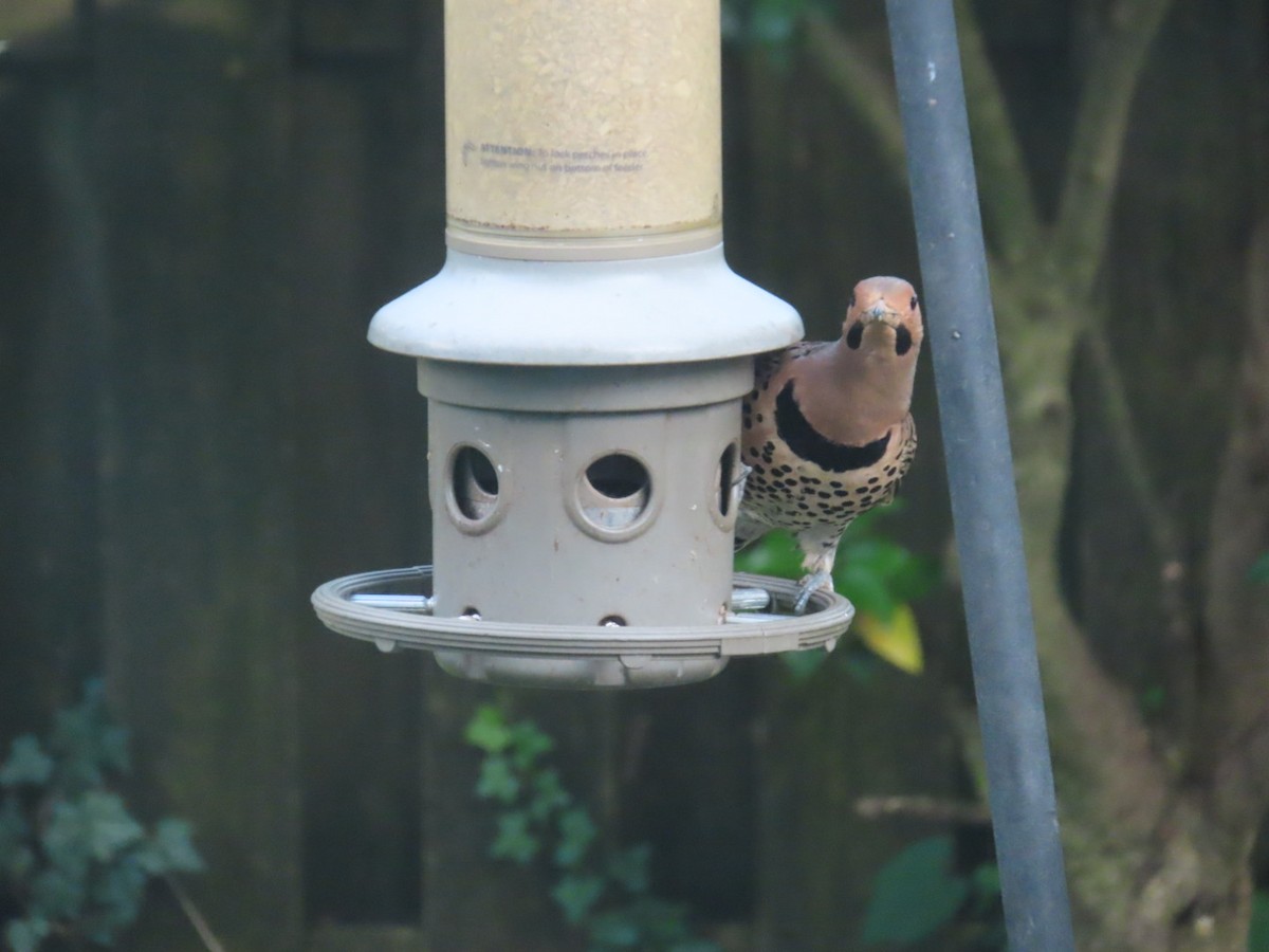 Northern Flicker - ML638733509