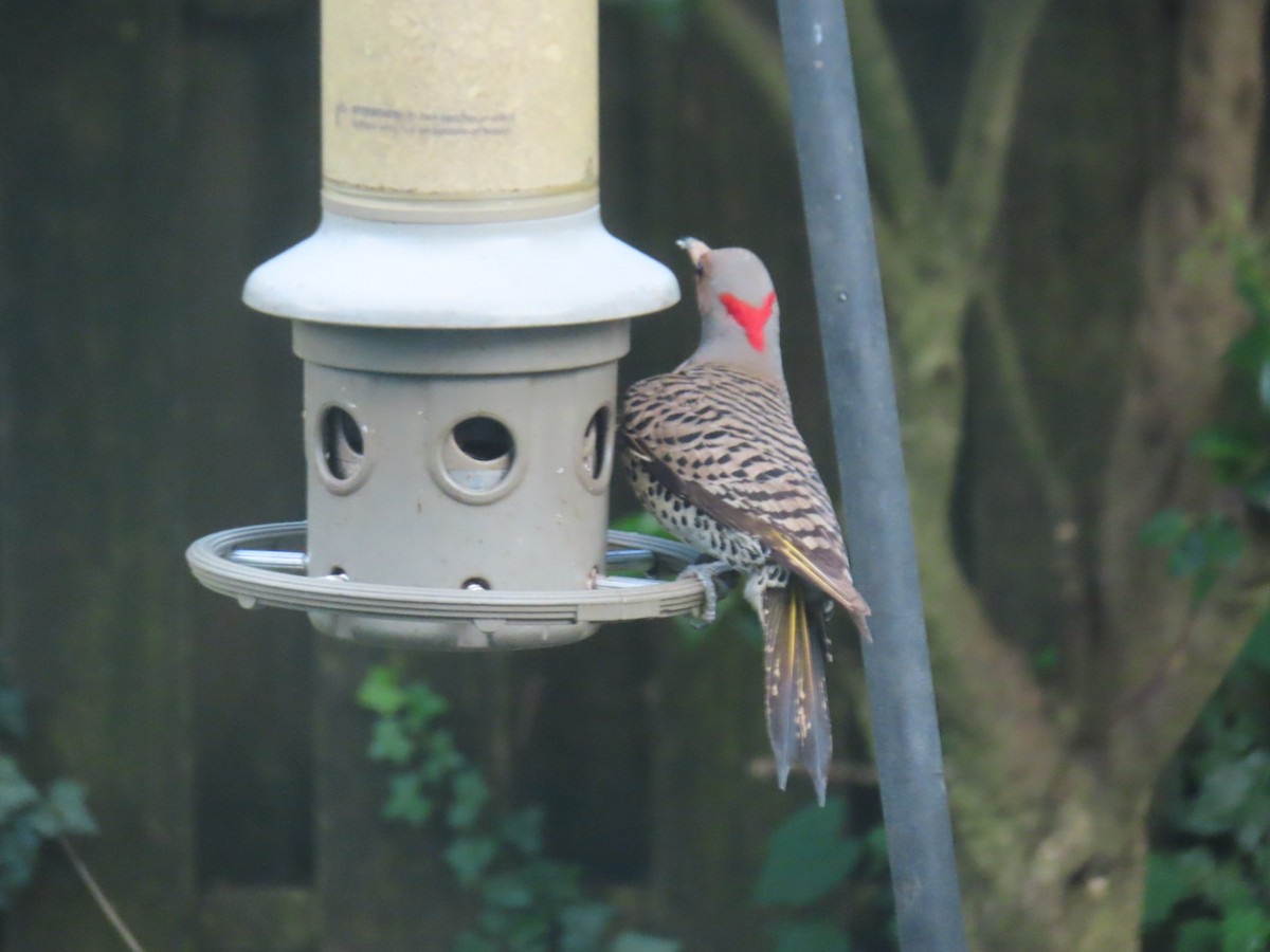 Northern Flicker - ML638733512