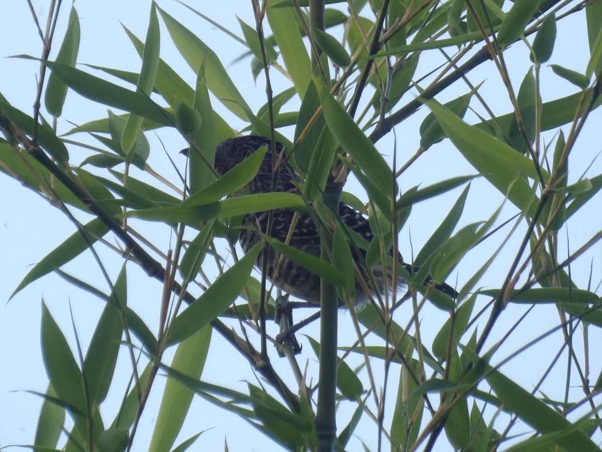 Barred Antshrike (Barred) - ML638733513