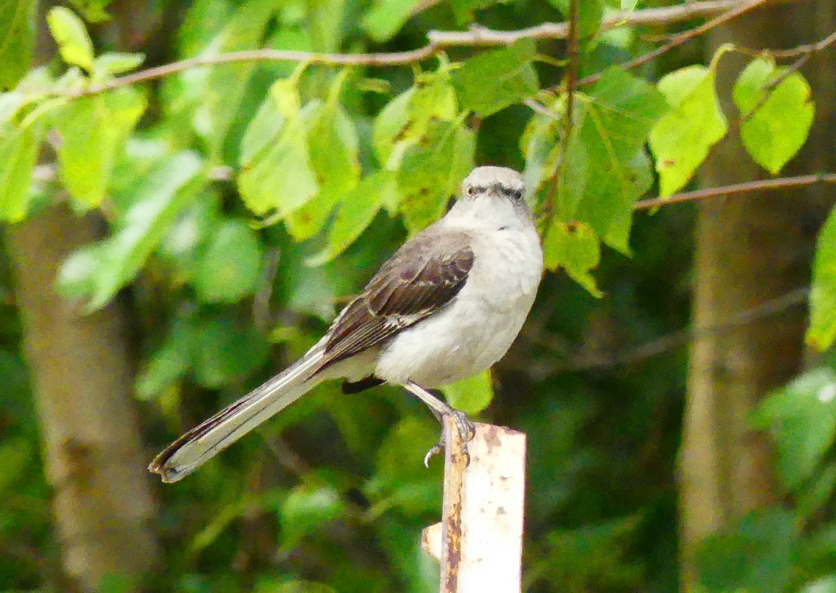 Northern Mockingbird - ML638733514