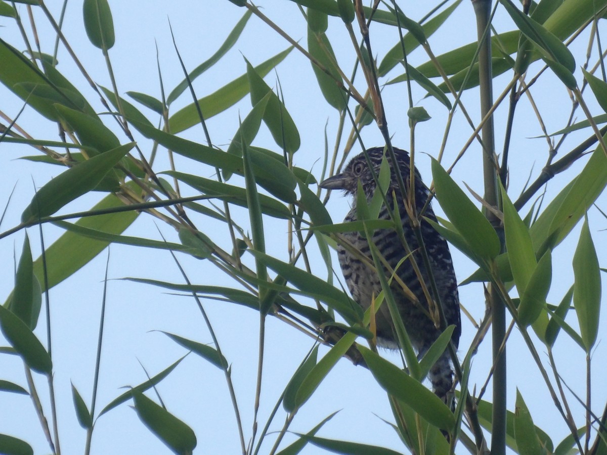 Barred Antshrike (Barred) - ML638733515