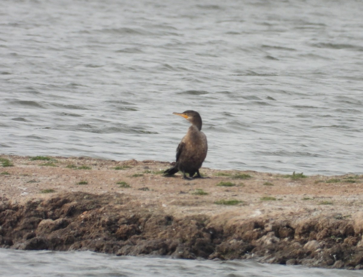 Neotropic Cormorant - ML638733527