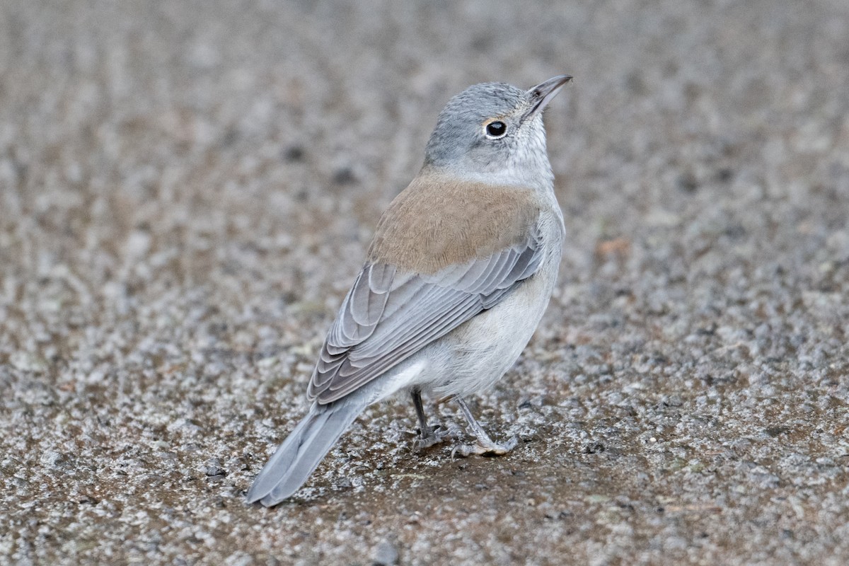 Gray Shrikethrush - ML638733556