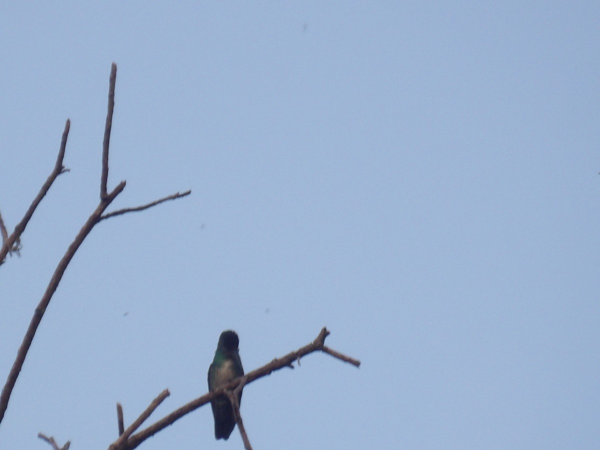 Glittering-throated Emerald - ML638733563