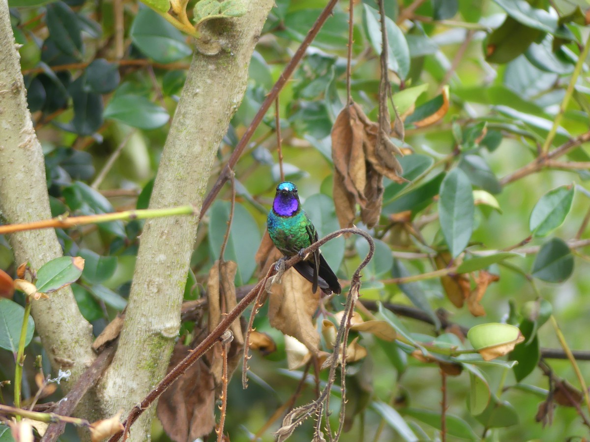 Purple-throated Sunangel (Brilliant) - ML638733564