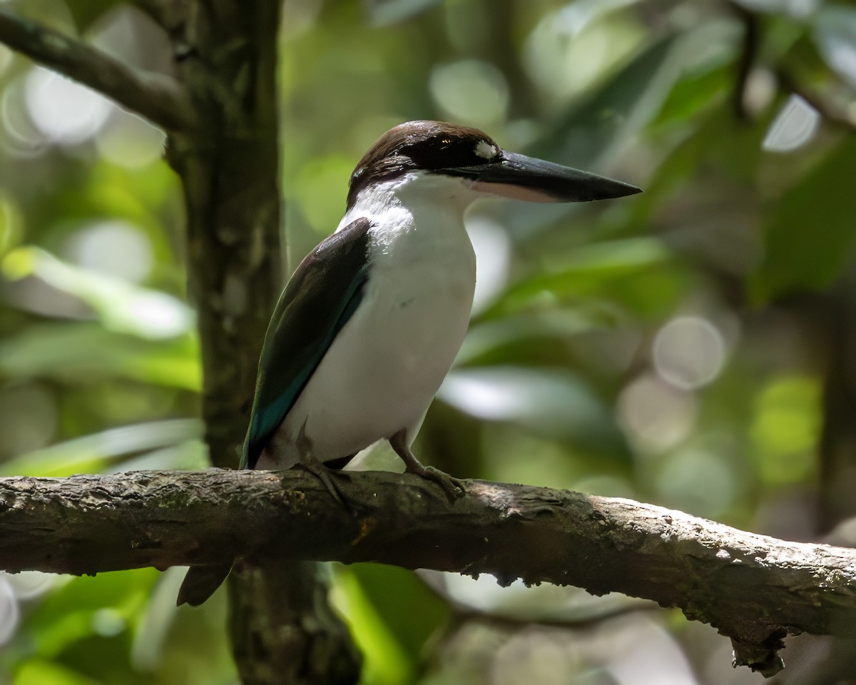 Torresian Kingfisher - ML638733565