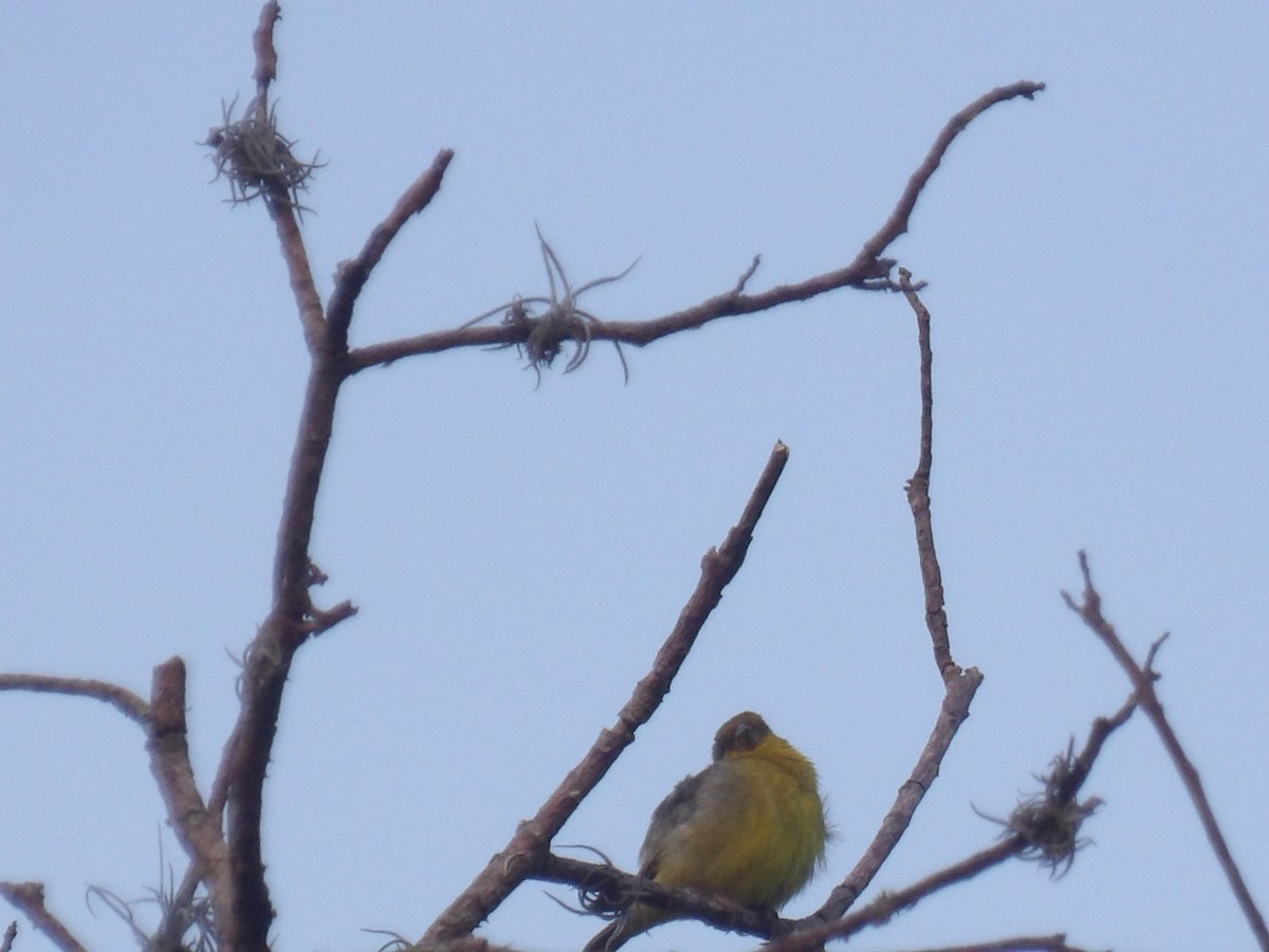 Lesser Goldfinch - ML638733566
