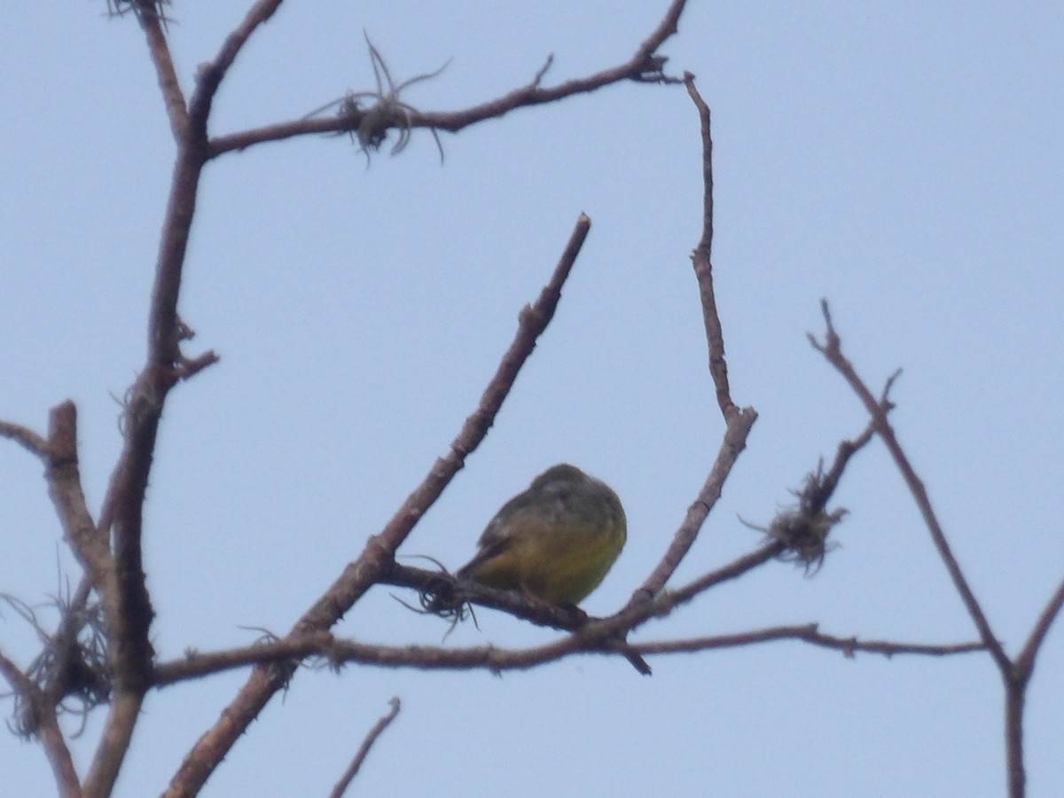 Lesser Goldfinch - ML638733567